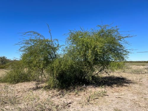 Mesquite plant